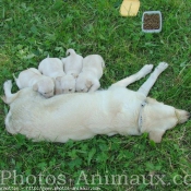 Photo de Labrador retriever