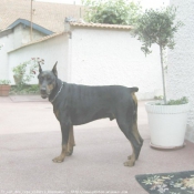 Photo de Dobermann