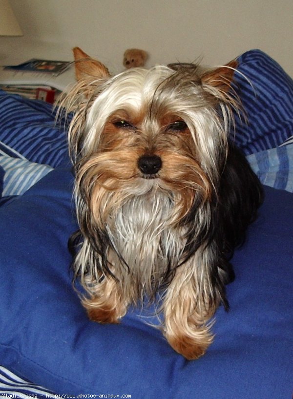 Photo de Yorkshire terrier