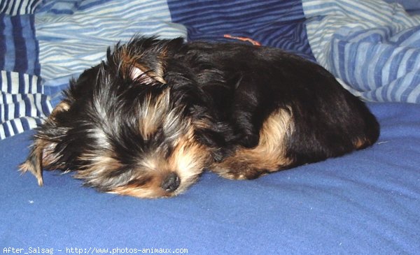 Photo de Yorkshire terrier