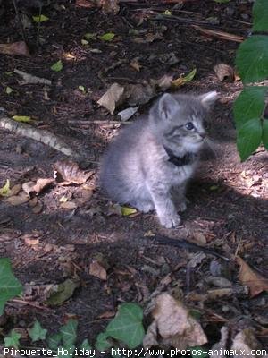 Photo de Chat domestique