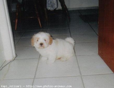 Photo de Lhassa apso