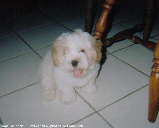 Photo de Lhassa apso