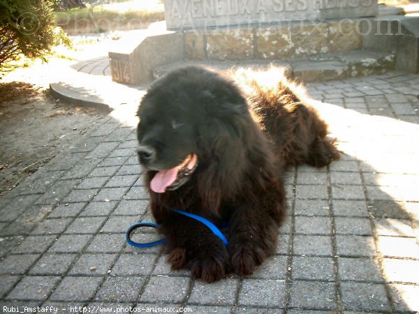 Photo de Chien de terre-neuve