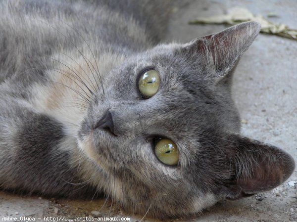 Photo de Chat domestique