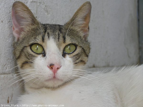 Photo de Chat domestique