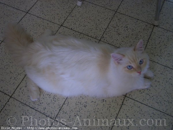 Photo de Ragdoll