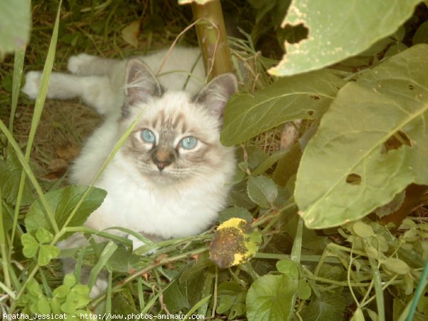 Photo de Sacr de birmanie