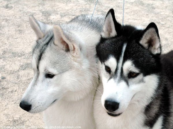 Photo de Husky siberien