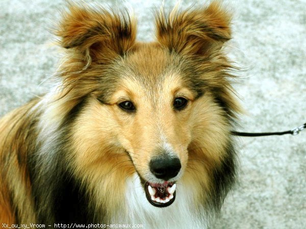 Photo de Chien de berger des shetland