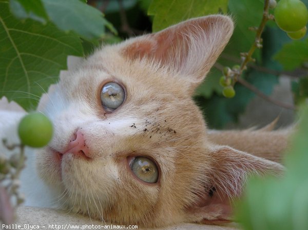 Photo de Chat domestique