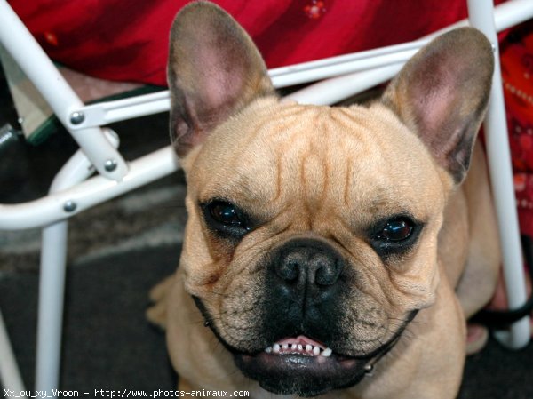 Photo de Bouledogue franais