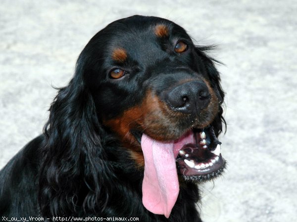 Photo de Setter gordon