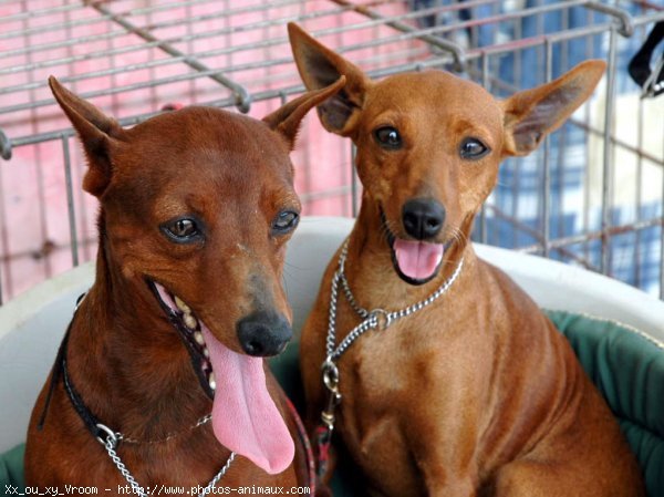 Photo de Pinscher nain