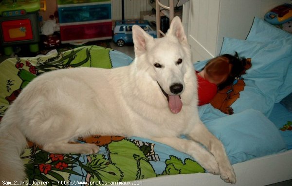 Photo de Berger blanc suisse