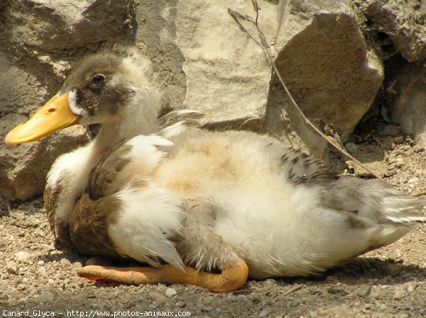 Photo de Canard