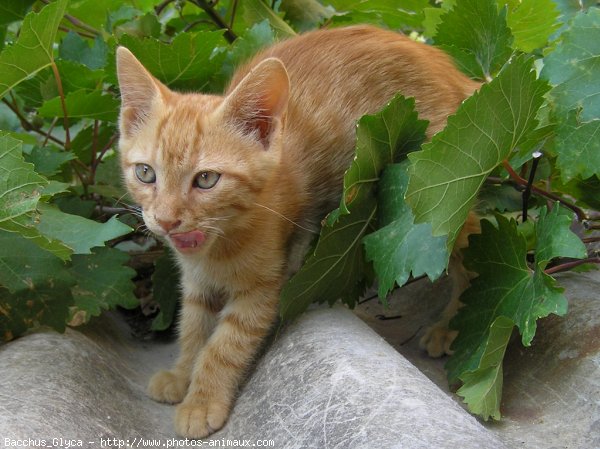 Photo de Chat domestique