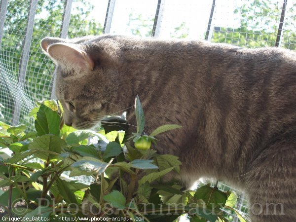 Photo de Chat domestique