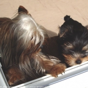 Photo de Yorkshire terrier