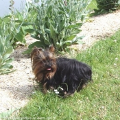 Photo de Yorkshire terrier