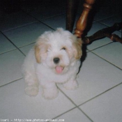 Photo de Lhassa apso