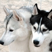 Photo de Husky siberien