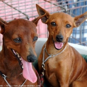 Photo de Pinscher nain