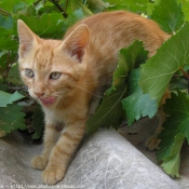 Photo de Chat domestique