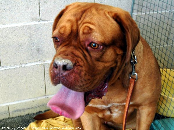 Photo de Dogue de bordeaux