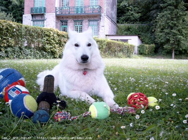 Photo de Berger blanc suisse