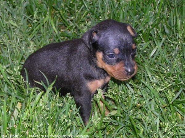 Photo de Pinscher nain