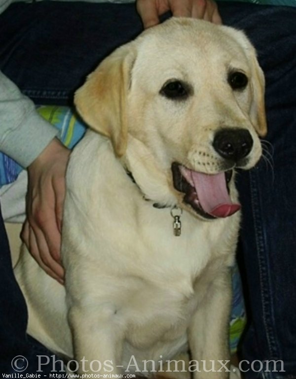 Photo de Labrador retriever