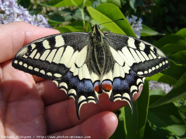 Photo de Papillon