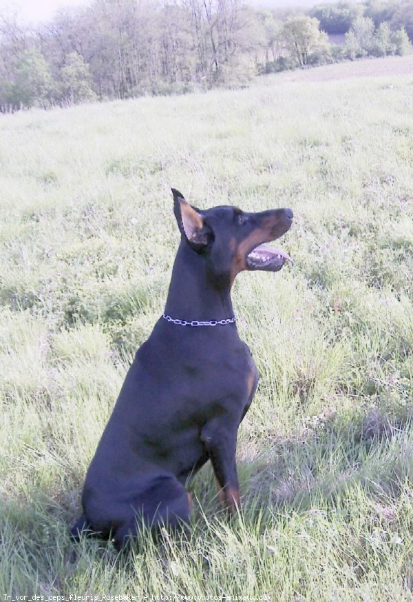 Photo de Dobermann