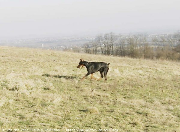 Photo de Dobermann