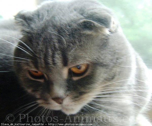 Photo de Scottish fold