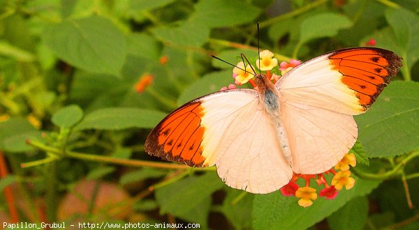 Photo de Papillon