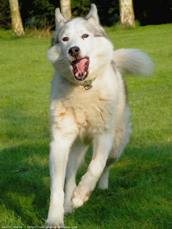 Photo de Husky siberien