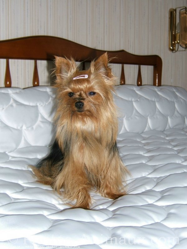 Photo de Yorkshire terrier