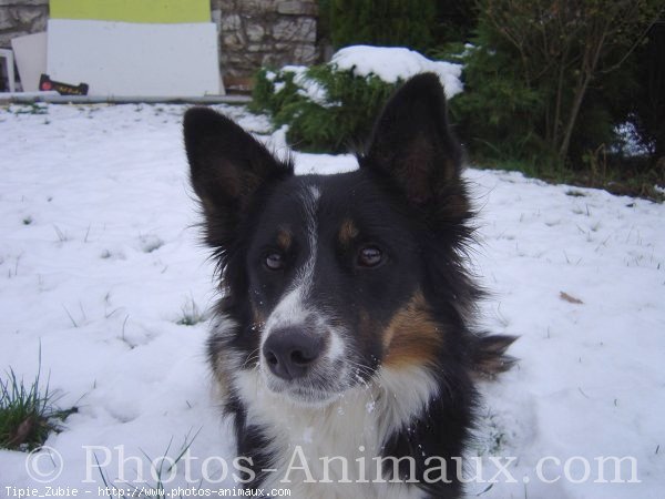 Photo de Border collie