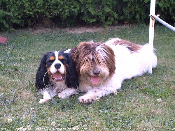 Photo de Cavalier king charles spaniel