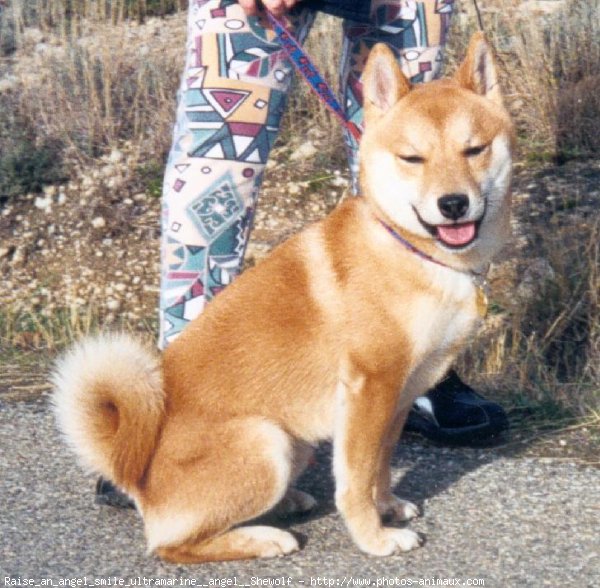 Photo de Shiba