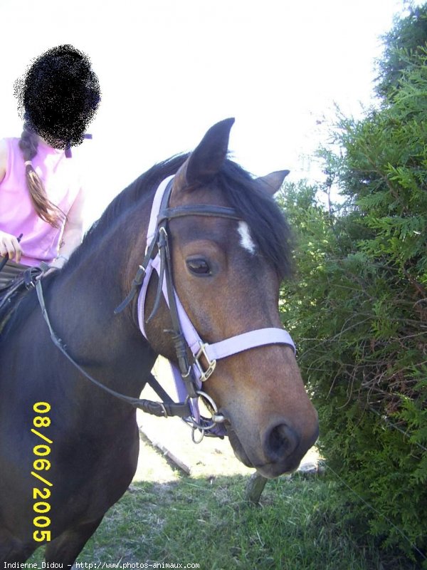 Photo de Poney franais de selle