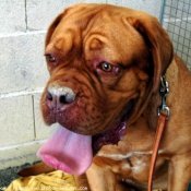 Photo de Dogue de bordeaux