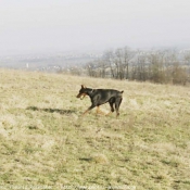 Photo de Dobermann