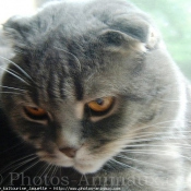 Photo de Scottish fold