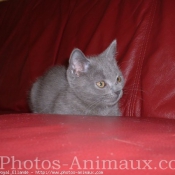 Photo de Chartreux