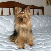 Photo de Yorkshire terrier