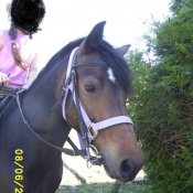 Photo de Poney franais de selle