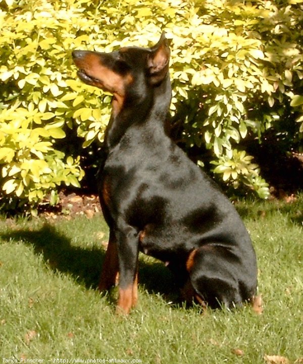 Photo de Pinscher allemand